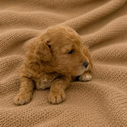 Ellie - Red  female Goldendoodle puppy in Sacramento, California from Little legacy doodles