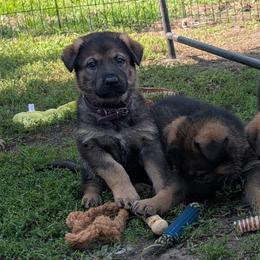 Purple - Sable female German Shepherd puppy in Motley, Minnesota from Von Thomson Haus