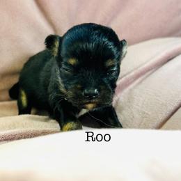 Roo - Black and tan female Chihuahua puppy in Hobgood, North Carolina from Four Kids’ Farms, LLC