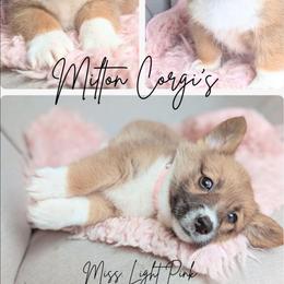 Girl 4 Miss Light Pink - White and red female Pembroke Welsh Corgi puppy in Milton, Florida from Milton Corgis