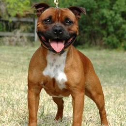 Staffordshire Bull Terrier All Grown Up from Shortyrock Staffordshire Bull Terriers