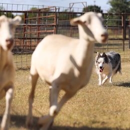 Border Collies from Serendipity Border Collies