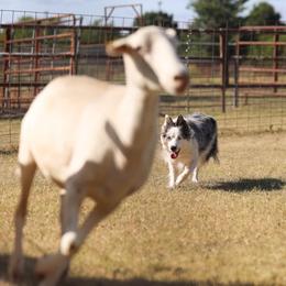 Border Collies from Serendipity Border Collies