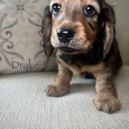 Drake - Red male Dachshund puppy in Madison, North Carolina from Dan River Dachshunds
