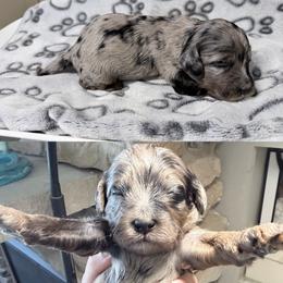 Ravioli - Merle male Cockapoo puppy in Clarks Summit, Pennsylvania from M&M Cockapoos