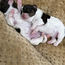 Havanese and Havapoo Puppies from Happytailspuppies