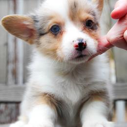 Baloo - 2500 - Blue merle and white male American Corgi puppy in Star City, Arkansas from T4 Farms