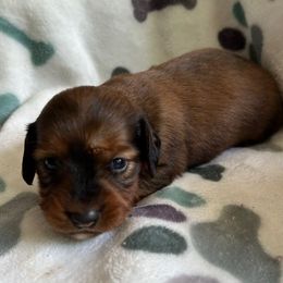 Boy 2 - Chocolate and tan male Dachshund puppy in Grand Valley, Pennsylvania from Hounds on the Hill