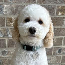 Dottie - Poodle