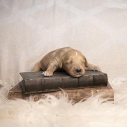 Grey collar - Apricot male Goldendoodle puppy in Seffner, Florida from Gold Diamond Pup
