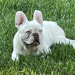 Goose - French Bulldog