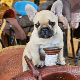 French Bulldogs from Sundry Farm