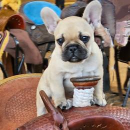 French Bulldogs from Sundry Farm