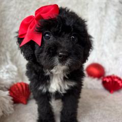 Teton - female Australian Mountain Doodle puppy in Bristow, Oklahoma from 10-Acre Woods Cockapoos