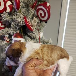 Christopher Robbins - Liver male Shih Tzu puppy in Eunice, Louisiana from 4J's Cajun Kennels