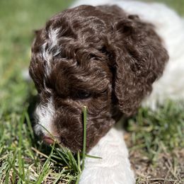 Cosmos - Lagotto Romagnolo puppy in Anchorage, Alaska from Joyful Heart