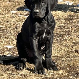 Girl 2 - Black and white Great Dane puppy in Indianola, Iowa from Bull West Kennels