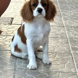 Cavalier King Charles Spaniel Puppies from Hungarian Cavaliers of Nashville