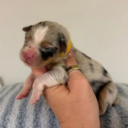 Fajita - Blue merle male Australian Shepherd puppy in Anniston, Alabama from All Hale Aussies
