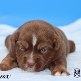 Bali - Red tri male Miniature Australian Shepherd puppy in Weeki Wachee, Florida from Arlington's Mini Aussies