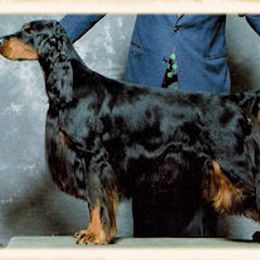 Gordon Setter All Grown Up from Tri-sett