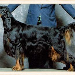 Gordon Setter All Grown Up from Tri-sett