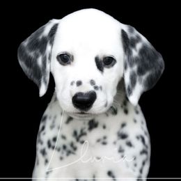 Zeke - White and black male Dalmatian puppy in Micanopy, Florida from Fortuna Farms