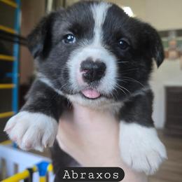 Abraxos - Brindle and white male Cardigan Welsh Corgi puppy in Granite Falls, Washington from Glacier Peak Cardigan Corgis
