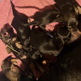 Dachshund puppies from Mini dachshunds