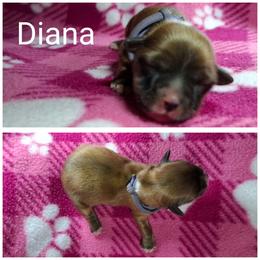 Diana - Red gold female Lhasa Apso puppy in Cincinnati, Ohio from Shangri-La Lhasa Apsos