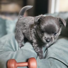 Chihuahua puppies from Nadezhda's Chihuahuas