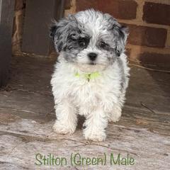 Stilton - Merle male Shichon puppy in De Pere, Wisconsin from Kinzor Kennels