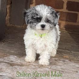 Stilton - Merle male Shichon puppy in De Pere, Wisconsin from Kinzor Kennels