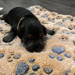 Miniature Schnauzer Puppies from S & S Miniature Schnauzer