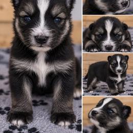Diesel - Black and white male Pomsky puppy in Wyoming from 307 Pomskys