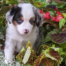 Miniature American Shepherds from Providence Kennels