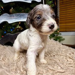 Drift - Blue merle male Bernedoodle puppy in Tyner, Kentucky from Good Dog Doodles