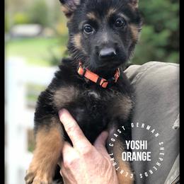 German Shepherd Puppies from Central Coast German Shepherds