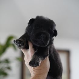 Odin - Bi-color male German Shepherd puppy in Coarsegold, California from Yosemite Shepherds
