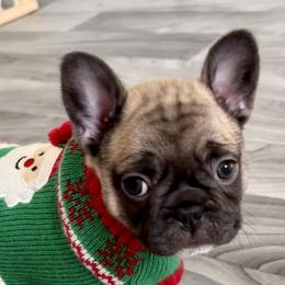 French Bulldog Puppies from Piper’s Pups