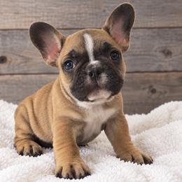 Sharon - Fawn female French Bulldog puppy in Warm Springs, Arkansas from State Line Dachshunds & Frenchies