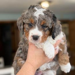 Blizzard - Blue merle male Bernedoodle puppy in Henry, Illinois from Rowe Farms Doodles
