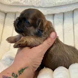 Leia - Blue female Shih Tzu puppy in Kettering, Ohio from LaDawn’s Little Lions