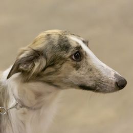 Zara - Silken Windhound