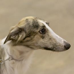 Zara - Silken Windhound