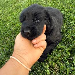 Boy 5 - Black male Newfoundland puppy in Great Falls, Montana from True North Newfoundlands