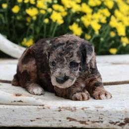 Bobbi - Merle female Whoodle puppy in West Bend, Iowa from Blue Skies Terriers