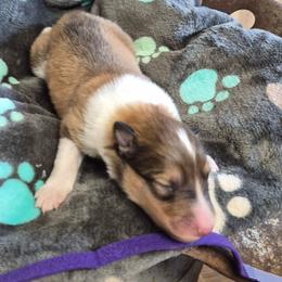 Purple - Sable female Collie puppy in Kalispell, Montana from C4 Collies