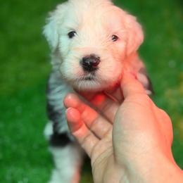 Ernest - Gray and white male Old English Sheepdog puppy in Bristol, Indiana from Ridgeruns OES