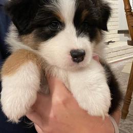 Australian Shepherd Puppies from 4t Aussies